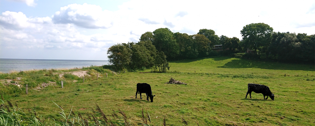 Black Cows Muehlendamm mod